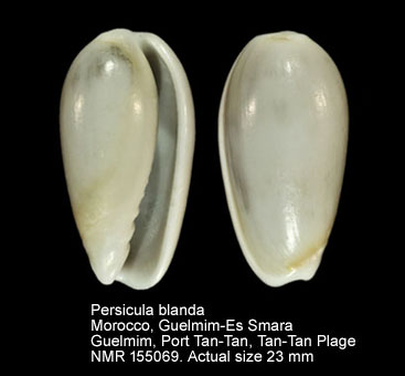 Persicula blanda.jpg - Persicula blanda (Hinds,1844)